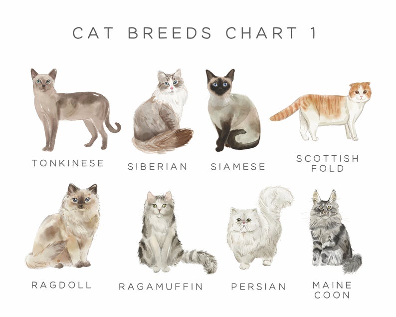 Black Cat Christmas Cards, Quantity of Your Choice