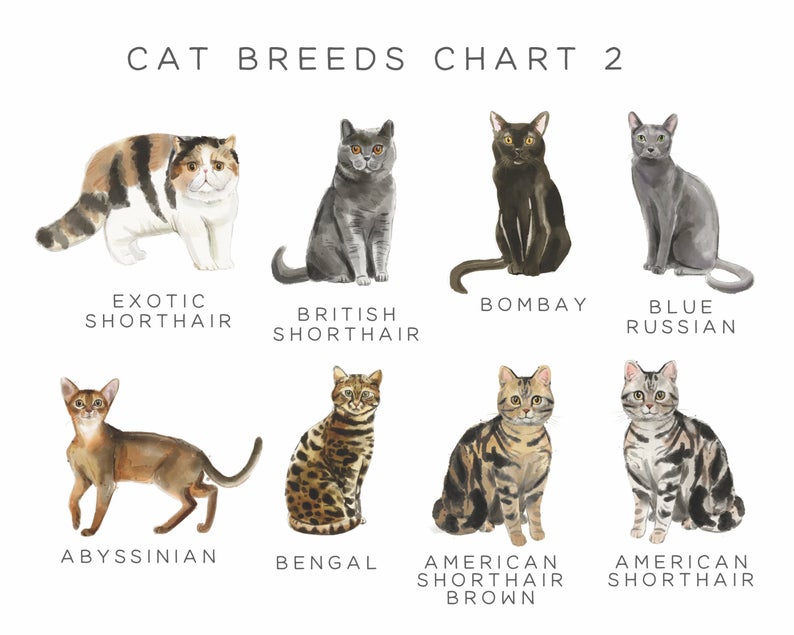 Black Cat Christmas Cards, Quantity of Your Choice